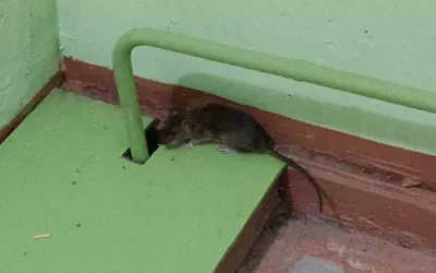 Уничтожение мышей в подъезде жилого дома дома в Шатуре
