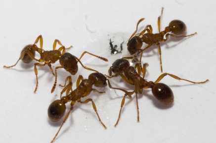 Уничтожение муравьев   в Шатуре 