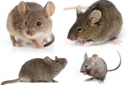 Уничтожение (дератизация) мышей   в Шатуре 